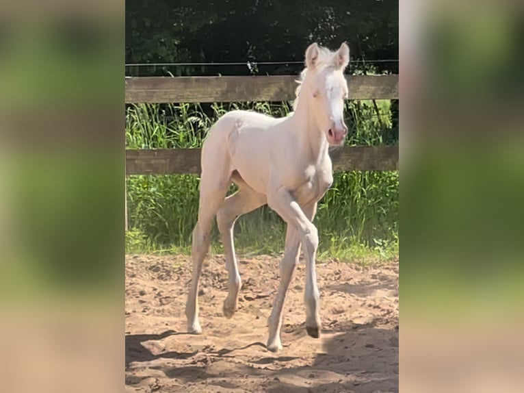 Niemiecki kuc wierzchowy Klacz  148 cm Cremello in Bad M&#xFC;nder am Deister
