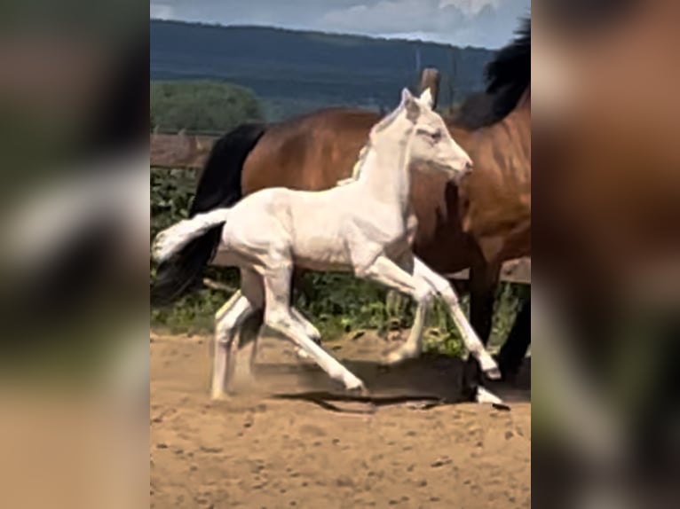 Niemiecki kuc wierzchowy Klacz  148 cm Cremello in Bad M&#xFC;nder am Deister