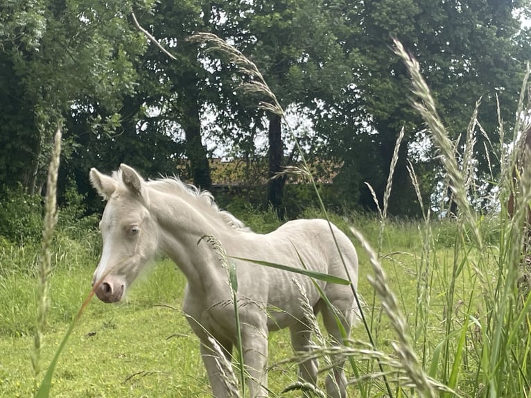 Niemiecki kuc wierzchowy Klacz  148 cm Cremello in Bad M&#xFC;nder am Deister