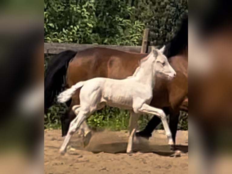 Niemiecki kuc wierzchowy Klacz  148 cm Cremello in Bad M&#xFC;nder am Deister