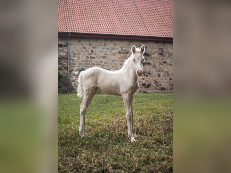 Niemiecki kuc wierzchowy Klacz  148 cm Cremello in Bad M&#xFC;nder am Deister