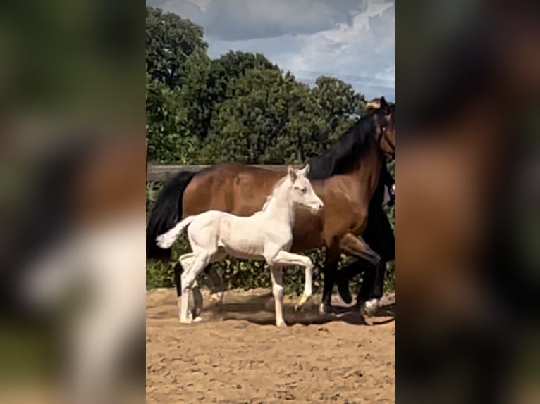Niemiecki kuc wierzchowy Klacz  148 cm Cremello in Bad M&#xFC;nder am Deister