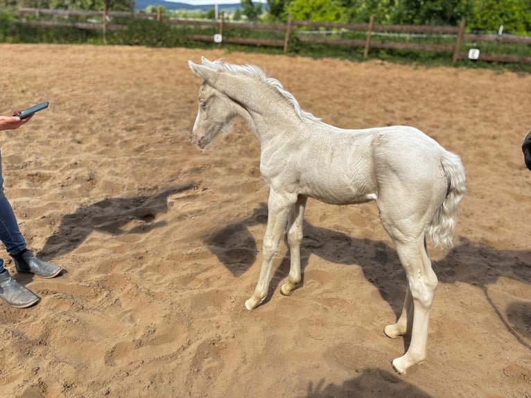 Niemiecki kuc wierzchowy Klacz  148 cm Cremello in Bad M&#xFC;nder am Deister