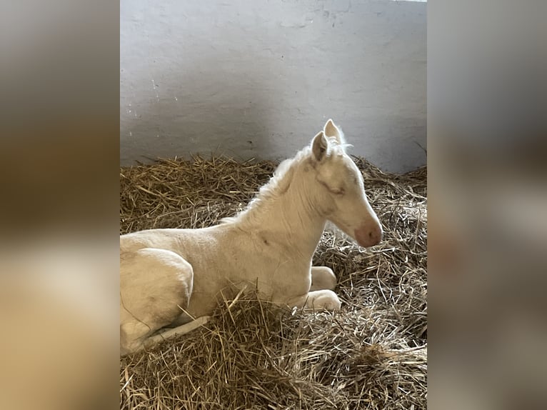 Niemiecki kuc wierzchowy Klacz  148 cm Cremello in Bad M&#xFC;nder am Deister
