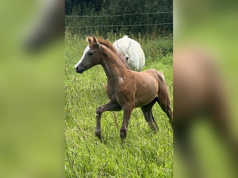 Niemiecki kuc wierzchowy Klacz Źrebak (05/2024) 148 cm Formy Brown Falb in Vissenbjerg