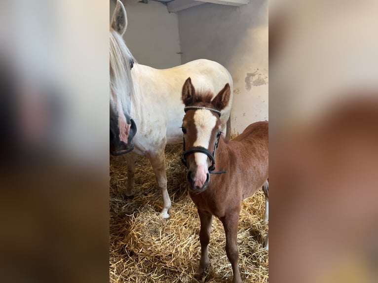 Niemiecki kuc wierzchowy Klacz Źrebak (05/2024) 148 cm Formy Brown Falb in Vissenbjerg