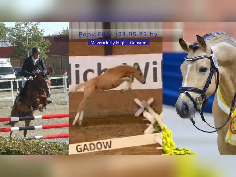 Niemiecki kuc wierzchowy Klacz Źrebak (03/2026) 148 cm Izabelowata in Seetz