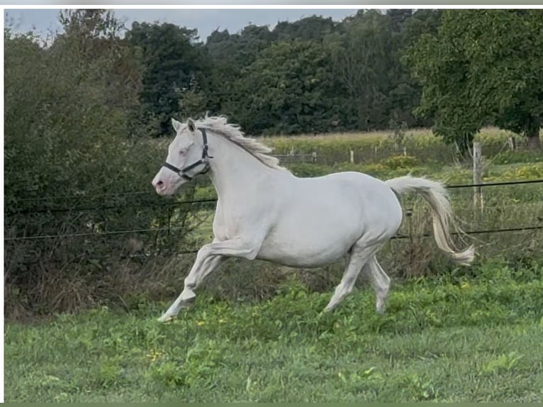 Niemiecki kuc wierzchowy Klacz Źrebak (03/2025) 148 cm Izabelowata in Langwedel
