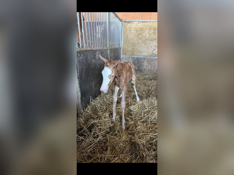 Niemiecki kuc wierzchowy Klacz Źrebak (03/2025) 148 cm Izabelowata in Langwedel