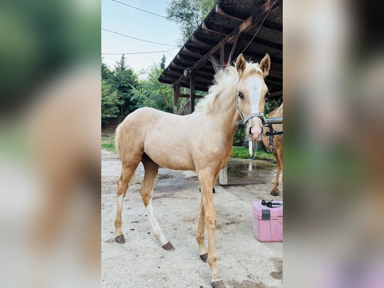 Niemiecki kuc wierzchowy Klacz Źrebak (05/2026) 148 cm Izabelowata in Weiterstadt