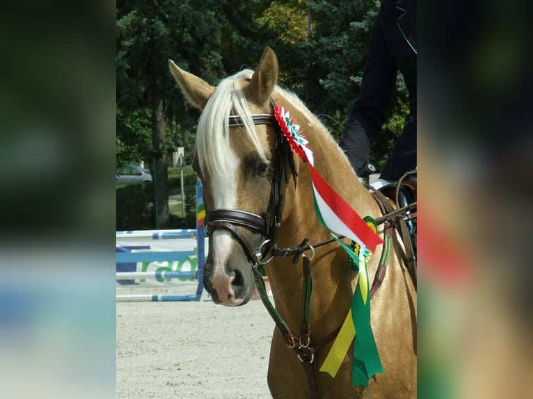 Niemiecki kuc wierzchowy Klacz Źrebak (05/2026) 148 cm Izabelowata in Weiterstadt