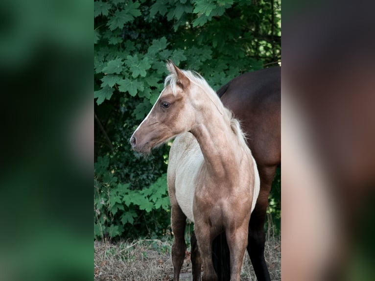 Niemiecki kuc wierzchowy Klacz Źrebak (04/2026) 148 cm Izabelowata in Ostbevern