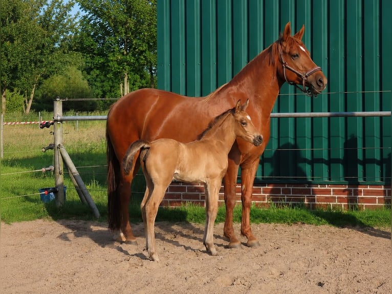Niemiecki kuc wierzchowy Klacz Źrebak (05/2026) 148 cm Jelenia in Uplengen