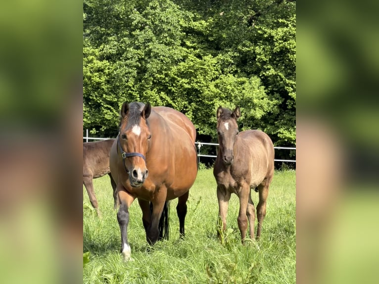 Niemiecki kuc wierzchowy Klacz Źrebak (02/2026) 148 cm  in Hanerau-Hademarschen