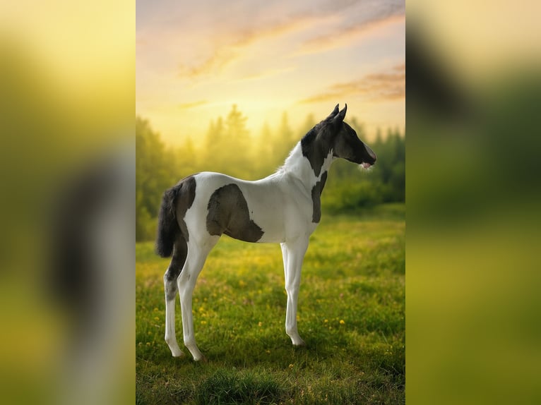 Niemiecki kuc wierzchowy Klacz Źrebak (06/2025) 148 cm Srokata in Wanderup