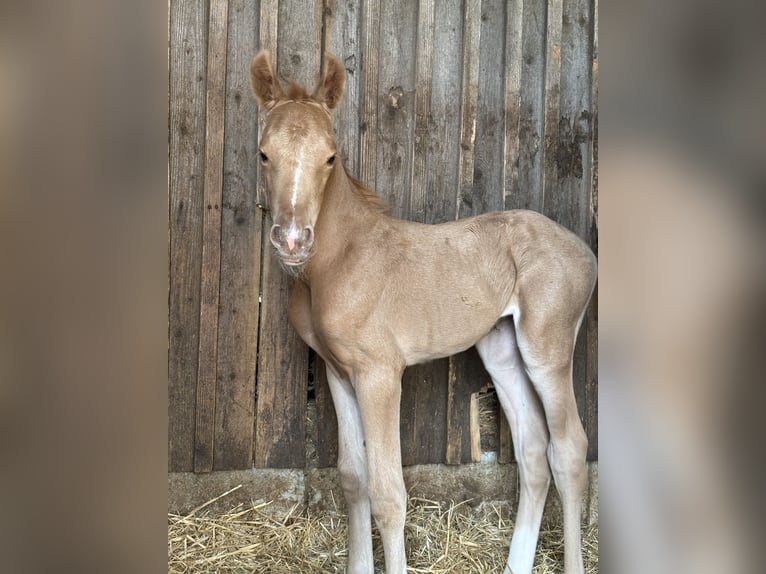 Niemiecki kuc wierzchowy Klacz  150 cm Izabelowata in Zell