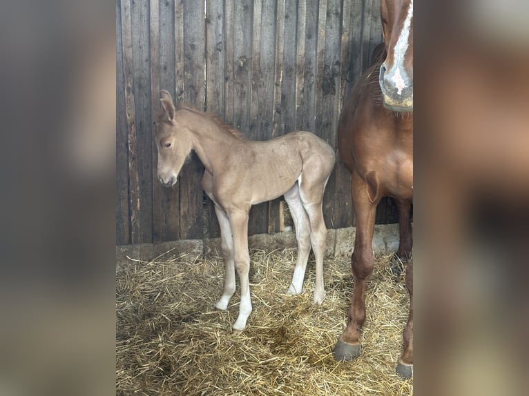 Niemiecki kuc wierzchowy Klacz  150 cm Izabelowata in Zell