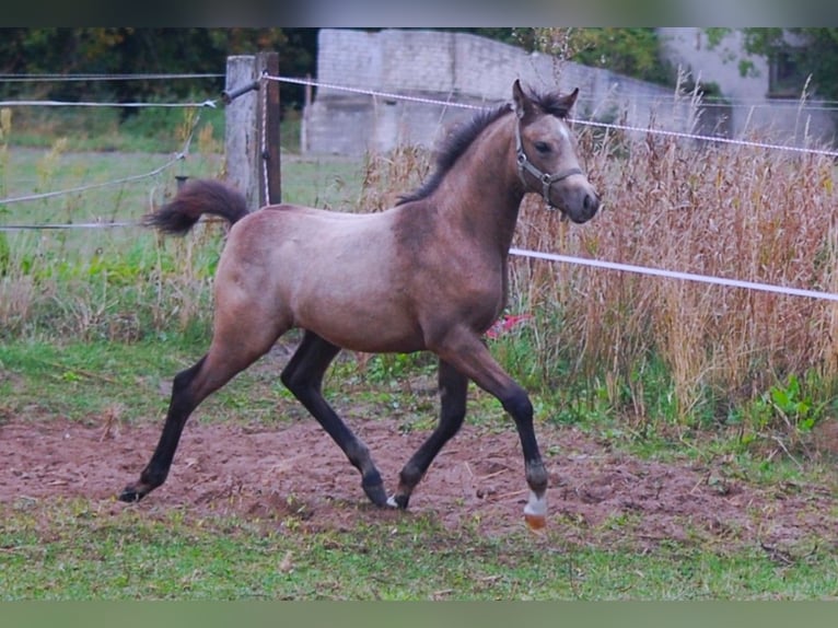 Niemiecki kuc wierzchowy Klacz Źrebak (06/2026) 150 cm Jelenia in Temnitzquell