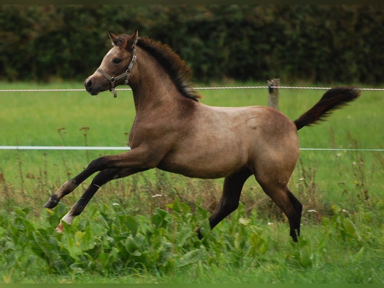 Niemiecki kuc wierzchowy Klacz Źrebak (06/2026) 150 cm Jelenia in Temnitzquell