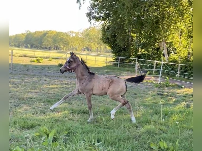 Niemiecki kuc wierzchowy Klacz  155 cm Jelenia in Krummh&#xF6;rn