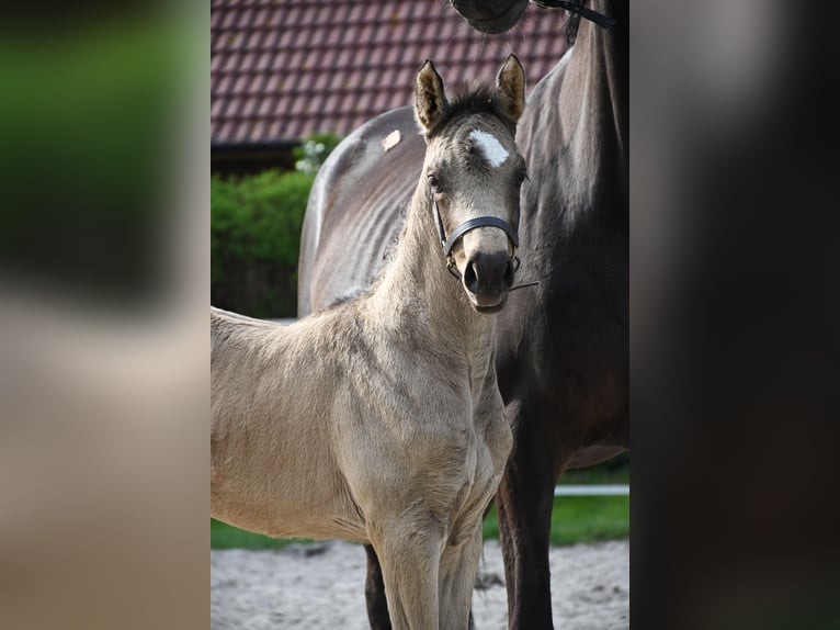 Niemiecki kuc wierzchowy Klacz  155 cm Jelenia in Krummh&#xF6;rn