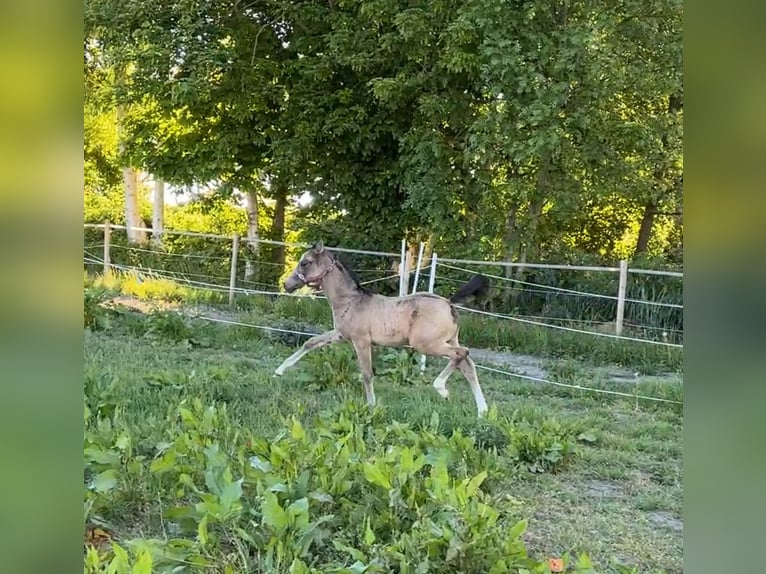 Niemiecki kuc wierzchowy Klacz  155 cm Jelenia in Krummh&#xF6;rn