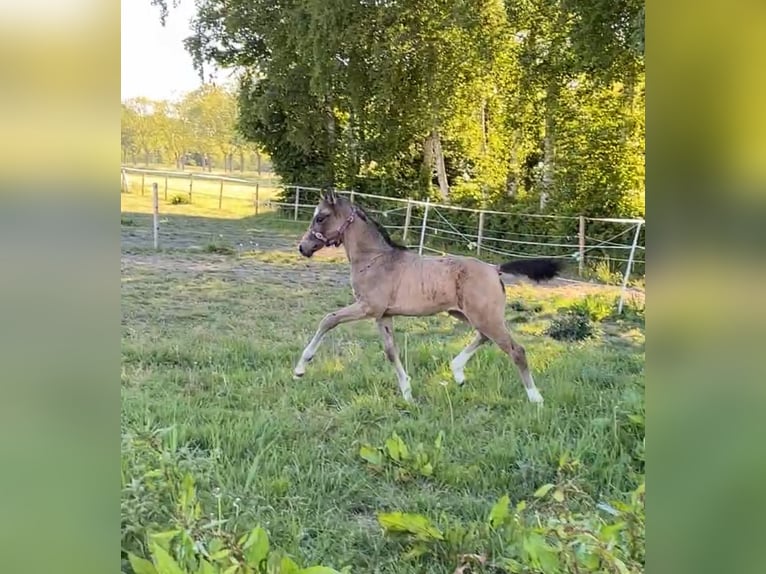Niemiecki kuc wierzchowy Klacz  155 cm Jelenia in Krummh&#xF6;rn