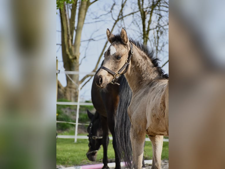 Niemiecki kuc wierzchowy Klacz  155 cm Jelenia in Krummh&#xF6;rn