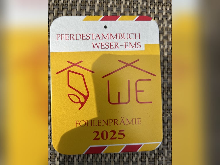 Niemiecki kuc wierzchowy Klacz Źrebak (05/2025) Ciemnogniada in Surwold