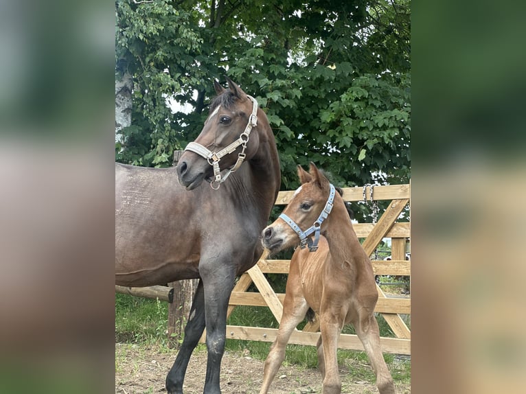 Niemiecki kuc wierzchowy Klacz  Gniada in Dormagen