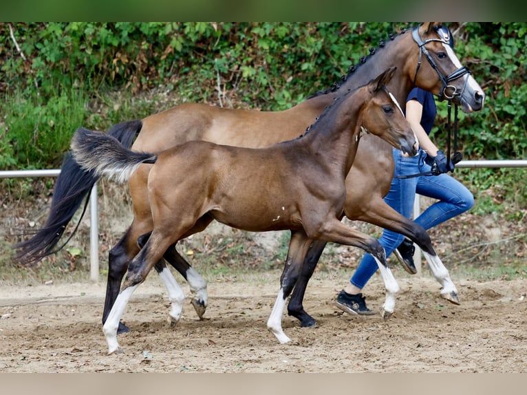 Niemiecki kuc wierzchowy Klacz Źrebak (05/2026) Gniada in Garrel