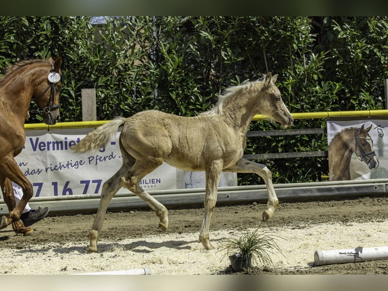 Niemiecki kuc wierzchowy Klacz Źrebak (04/2026) Izabelowata in Derental
