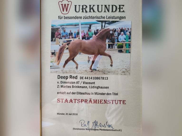 Niemiecki kuc wierzchowy Klacz  Kasztanowata in L&#xFC;dinghausen