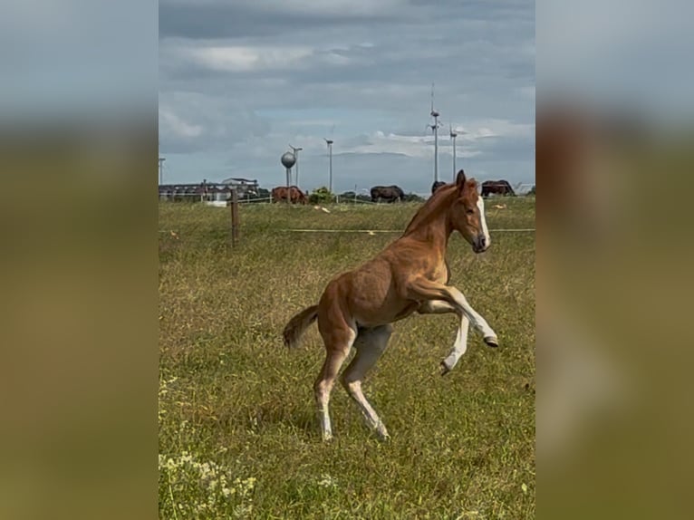 Niemiecki kuc wierzchowy Klacz Źrebak (05/2026) Kasztanowata in Teutschenthal