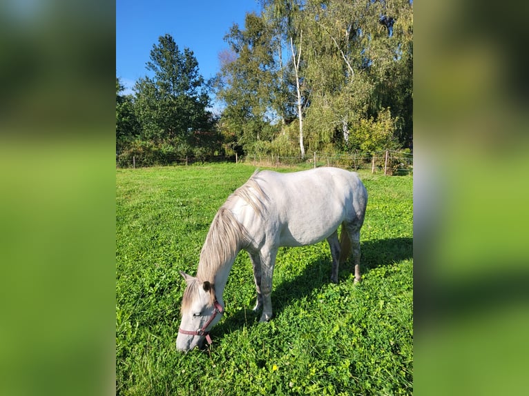 Niemiecki kuc wierzchowy Ogier 10 lat 145 cm Siwa in Leer (Ostfriesland)Leer