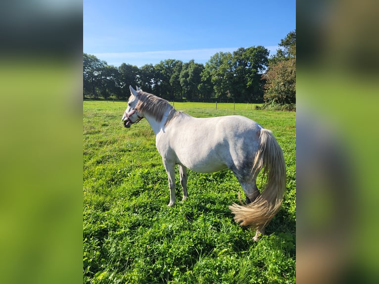 Niemiecki kuc wierzchowy Ogier 10 lat 145 cm Siwa in Leer (Ostfriesland)Leer