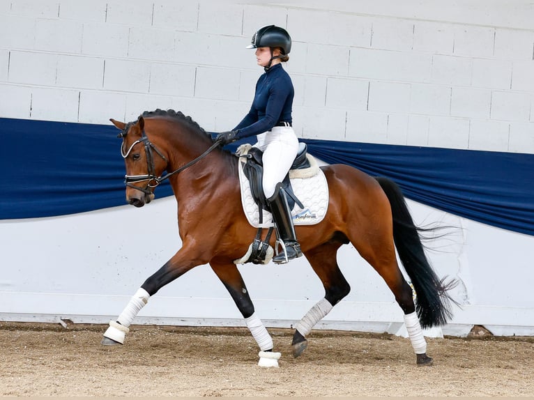 Niemiecki kuc wierzchowy Ogier 10 lat 147 cm Ciemnogniada in Marsberg