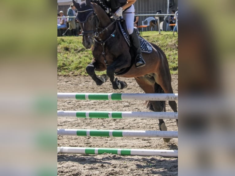 Niemiecki kuc wierzchowy Ogier 10 lat 148 cm Ciemnogniada in Karlsbad