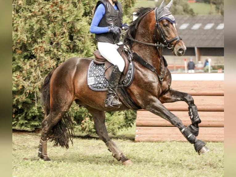 Niemiecki kuc wierzchowy Ogier 10 lat 148 cm Ciemnogniada in Karlsbad