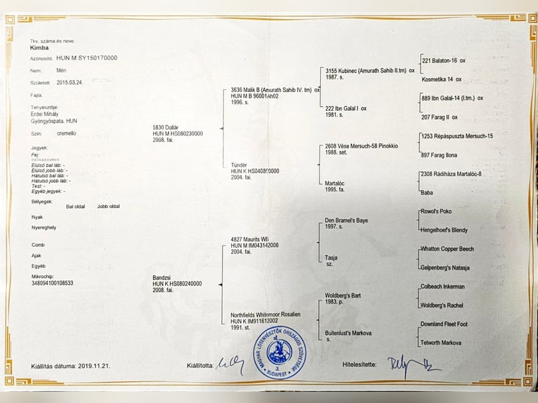 Niemiecki kuc wierzchowy Ogier 11 lat 145 cm Cremello in Visz