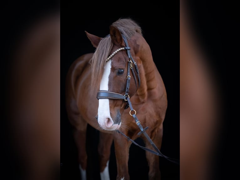 Niemiecki kuc wierzchowy Ogier 11 lat 148 cm Ciemnokasztanowata in Bohmte