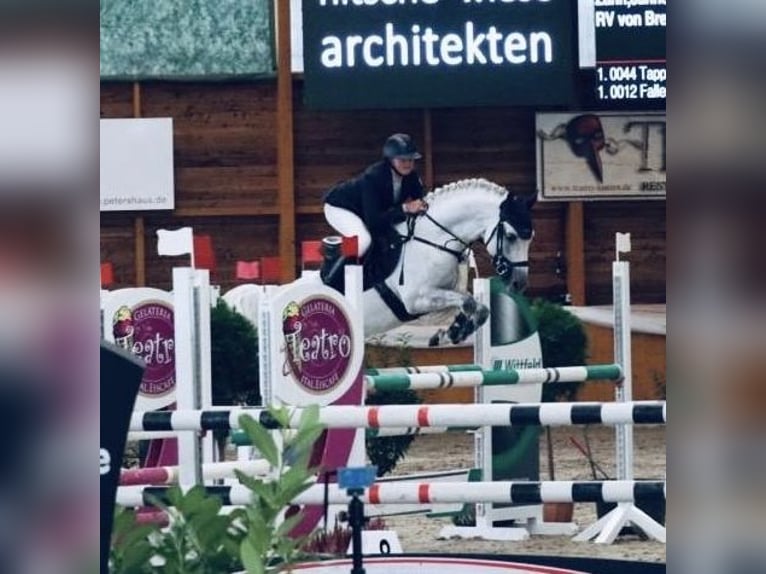 Niemiecki kuc wierzchowy Ogier 13 lat 148 cm Siwa in Uedem