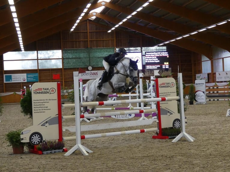 Niemiecki kuc wierzchowy Ogier 13 lat 148 cm Siwa in Uedem