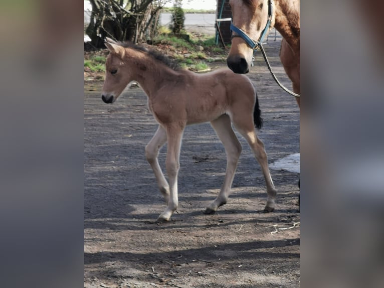 Niemiecki kuc wierzchowy Ogier 14 lat 147 cm Izabelowata in Vienenburg