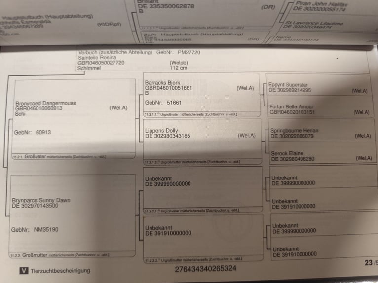 Niemiecki kuc wierzchowy Ogier 1 Rok 115 cm Może być siwy in Bleckede