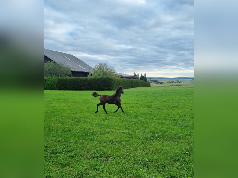 Niemiecki kuc wierzchowy Ogier 1 Rok 120 cm Gniada in Walld&#xFC;rn