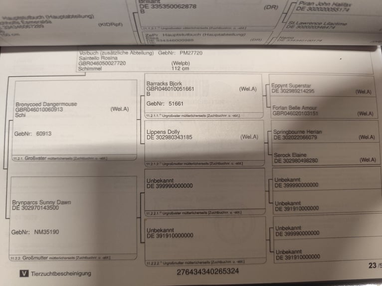 Niemiecki kuc wierzchowy Ogier 1 Rok 120 cm Może być siwy in Bleckede