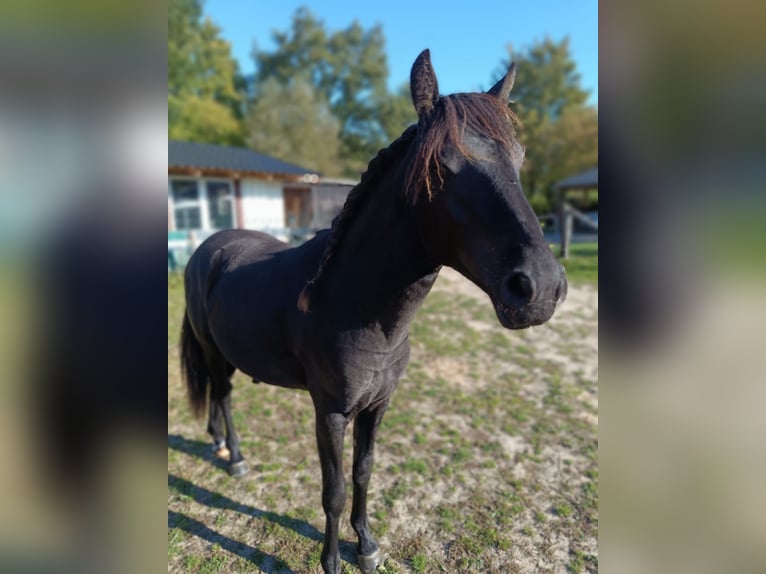 Niemiecki kuc wierzchowy Ogier 1 Rok 145 cm Kara in PrasdorfProbsteierhagen Niemiecki kuc wierzchowy Ogier 1 Rok 145 cm Kara in PrasdorfProbsteierhagen