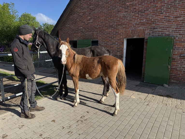 Niemiecki kuc wierzchowy Ogier 1 Rok 145 cm Kasztanowata in Dötlingen