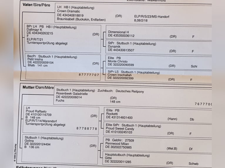 Niemiecki kuc wierzchowy Ogier 1 Rok 147 cm Jelenia in Hochdonn